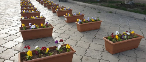 More than 1000 balconies in Rustavi to be decorated with flowers with the initiative of Rustavi Single Mandate MP, Giorgi Begadze